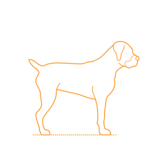 Animals Dogs Boerboel Tracing Svg Vector, Free Vectors File